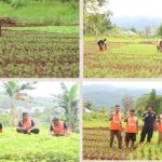 Minggu Produktif, WBP Asimilasi Lapas Kolonodale Kelola dan Bersihkan Lahan di Area Luar Tembok