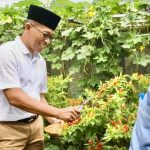 PJ Bupati Lotim Kunjungi Kantor Camat Terara Sambil Metik Cabai