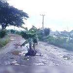 Kesal Tak Ada Perhatian, Warga Duriaasi Tanam Pohon Pisang di Tengah Jalan Rusak