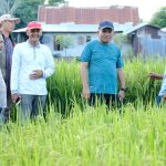 Pj Bupati Jeneponto Bersama Sekdis Pertanian Kunjungi Penangkar Benih Padi