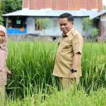 Pj Bupati Jeneponto, Sekda Dan Perwakilan BSIP Kunjungi Lokasi Penangkaran Benih Padi