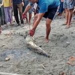 Seekor Anak Buaya Ditangkap Warga Nambo