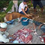 Momen Idul Adha 1445 H, PPMI Kendari Potong Hewan Qurban dan Berbagi Sesama Manusia