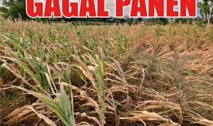 Tak Ada Hujan dan Sumber Air, Ribuan Hektar Lahan Jagung di Jeneponto Mengalami Gagal Panen