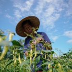 Tetap Produktif, Lapas Lobar Berdayakan Warga Binaan Garap Lahan SAE