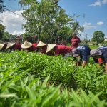 Dukung Program Ketahanan Pangan, Lapas Lombok Barat Panen Raya Kangkung