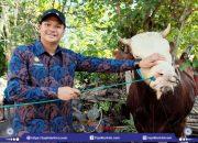 Bupati Bantaeng Terima Sapi Kurban Kepala Negara