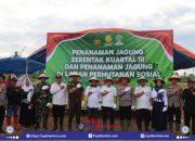 Polres dan Pemda Buol Serentak Tanam Jagung: Wujud Nyata Dukung Ketahanan Pangan Nasional