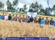 Pastikan Stok Gabah Dukung Ketahanan Pangan! Panen Raya Padi di Desa Masbagik Timur di Gelar