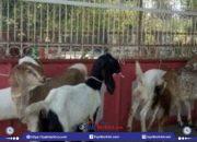 Warga Desa Waringin Desak APH Panggil Oknum Kades dan Kadus Terkait Dugaan Penyimpangan Pembelian 70 Ekor Kambing