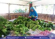 Inaq Rina, 20 Tahun Bertani Asitaba: Omzet Jutaan Rupiah dari Lahan 20 Are di Sembalun