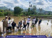 Harapkan Panen Maksimal, Dinas Pertanian Jeneponto Terapkan Tanam Jajar Legowo 4.1 di Desa Beroanging