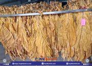 Harga Tembakau di Lombok Timur Stabil, Petani Waswas Peredaran Rokok Ilegal