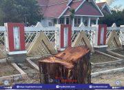 Pohon Ikonik Jalan M Yamin Palu Ditebang, Gubernur Anwar Hafid Minta Pelaku Dicari