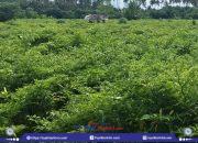 Harga Cabai di Lombok Timur Melonjak, Champions Cabai Indonesia: Kenaikan Capai Rp 75 Ribu per Kilo