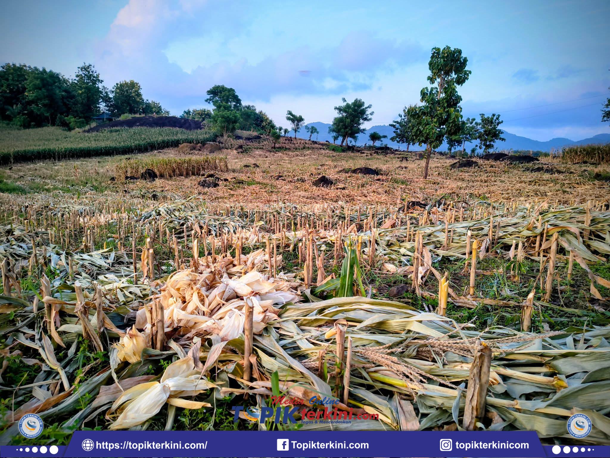 Pasca Panen MT Pertama, Dinas Pertanian Jeneponto Siapkan Musim Tanam Jagung Kedua di Bangkala dan Bangkala Barat