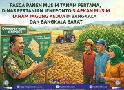 Pasca Panen MT Pertama, Dinas Pertanian Jeneponto Siapkan Musim Tanam Jagung Kedua di Bangkala dan Bangkala Barat