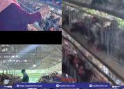 Usaha Uang Cukup Menjanjikan! Dusun Reriu Dikenal sebagai Kampung Pengusaha Ayam Petelur