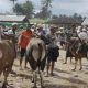 Harga Sapi di Lombok Timur Naik Jelang Ramadan, Sapi Mental Capai Rp15 Juta Per Ekor Umur 3-4 Bulan