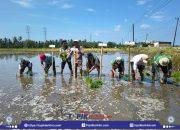 Dukung Swasembada Pangan Berkelanjutan, Dinas Pertanian Jeneponto Percepat Luas Tambah Tanam di Bangkala