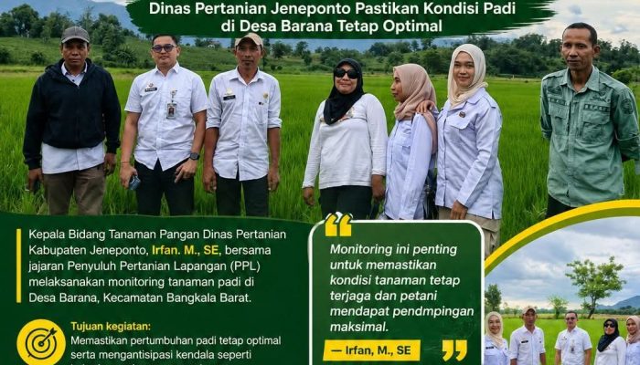 Monitoring LTT MT II di Bangkala Barat, Dinas Pertanian Jeneponto Pastikan Kondisi Padi di Desa Barana Tetap Optimal