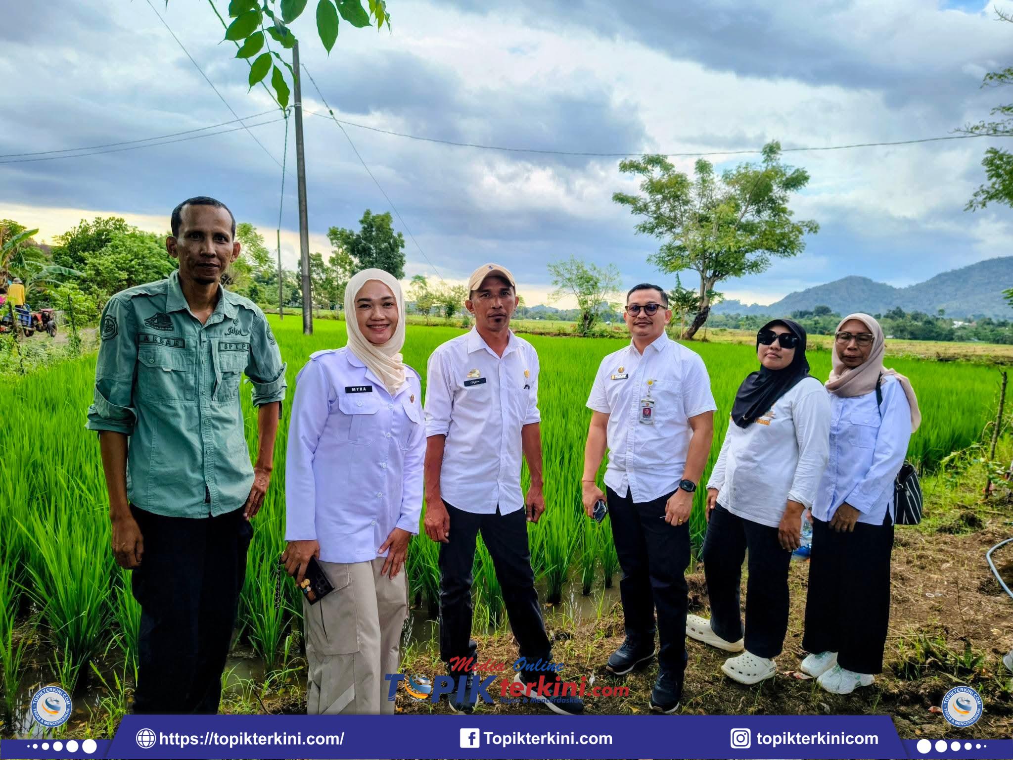 Monitoring LTT MT II di Bangkala Barat, Dinas Pertanian Jeneponto Pastikan Kondisi Padi di Desa Barana Tetap Optimal