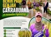 Dinas Pertanian Bantaeng Kembangkan Benih Padi Genjah Cakrabuana di Kecamatan Pajukukang