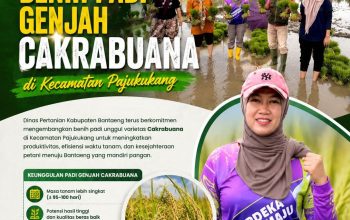 Dinas Pertanian Bantaeng Kembangkan Benih Padi Genjah Cakrabuana di Kecamatan Pajukukang