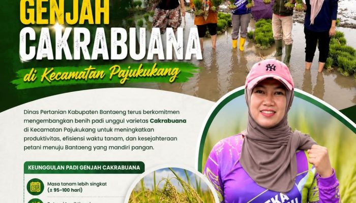 Dinas Pertanian Bantaeng Kembangkan Benih Padi Genjah Cakrabuana di Kecamatan Pajukukang