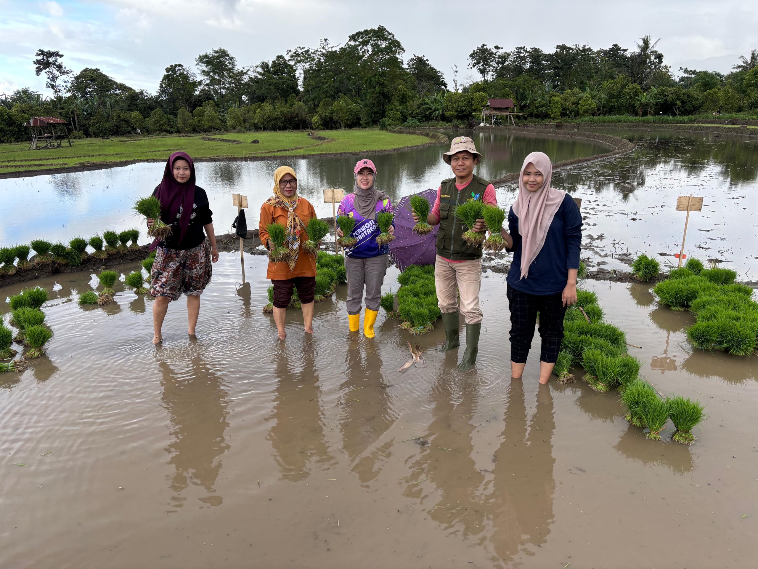 Dinas Pertanian Bantaeng Kembangkan Benih Padi Genjah Cakrabuana di Kecamatan Pajukukang
