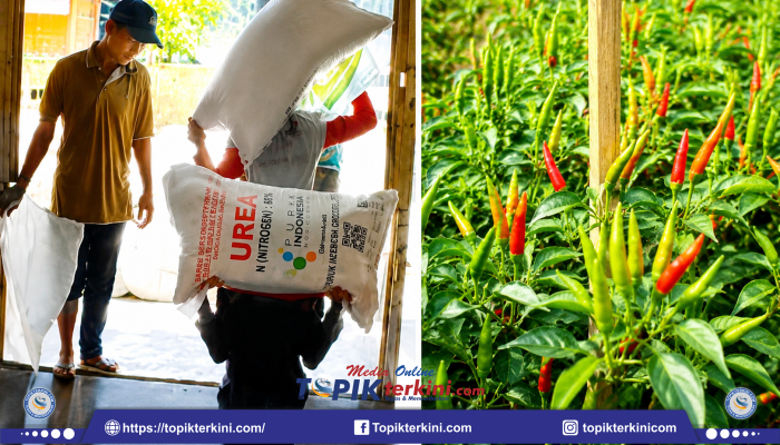 Distributor CV Bintang Timur Pastikan Stok Pupuk Subsidi dan Nonsubsidi di Lombok Timur Masih Aman