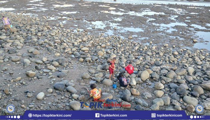 Fenomena Air Laut Surut, Warga Bulukumba Ramai-Ramai Berburu Kerang untuk Konsumsi dan Dijual
