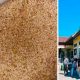 Beras Bantuan 30 Kg dari Bulog Lombok Timur Dikeluhkan, Warga Sebut Kualitas Beras “Gutu dan Merah”