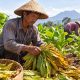 Tembakau Lotim Disebut Berkualitas, Petani Minta Bupati Iron Cari Solusi agar Harga Tak Terus Jadi Keluhan, BUMd di Pungsikan Beli Hasil Panen